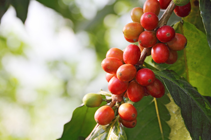 Fruits modulaires