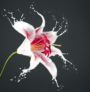 La fleur